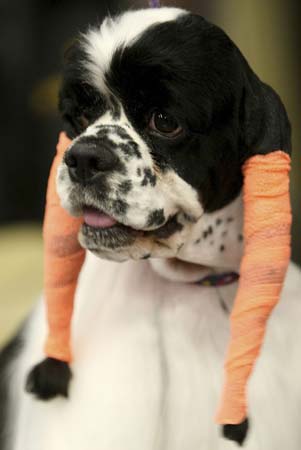 Westminster Kennel Club Dog Show