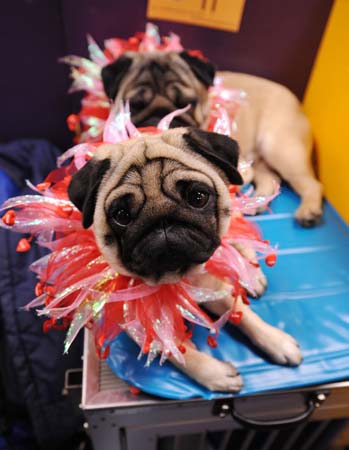 Westminster Kennel Club Dog Show