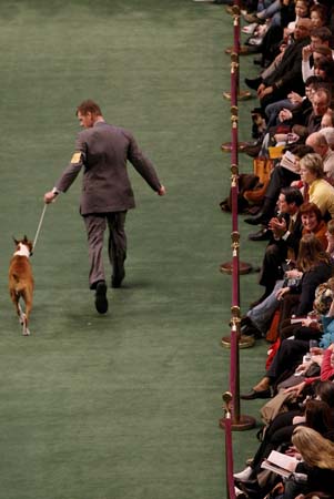 Westminster Kennel Club Dog Show