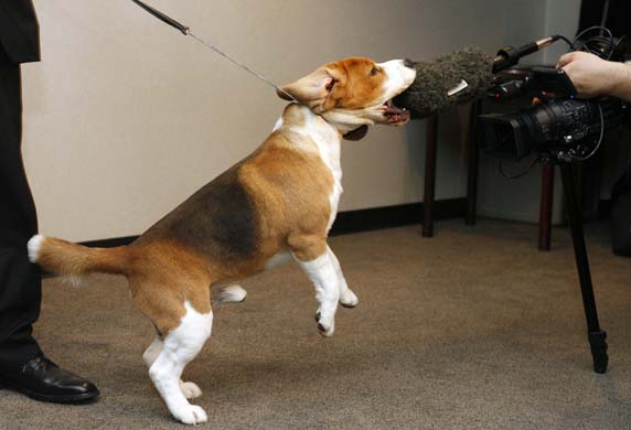 Westminster Kennel Club Dog Show