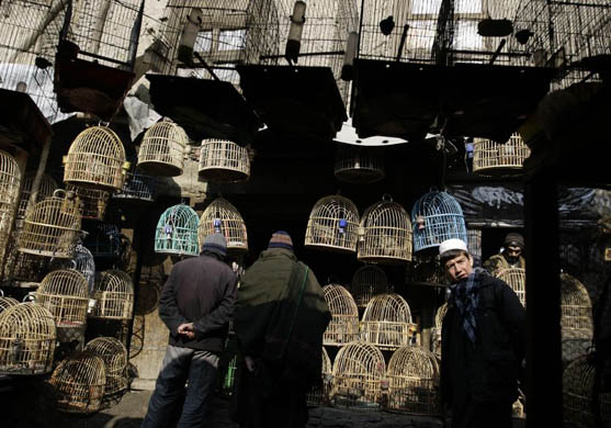 A man looks at a bird market