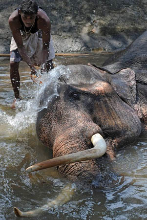 Mahout Chaminda Samarakoon bathes his elephant at a public park
