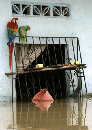 Two parrots perch at the front of a house flooded by heavy rains