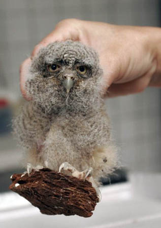 A 1-month-old neotropical screech owl