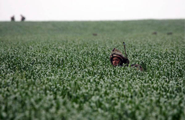 Gaza Strip: Israeli soldiers camouflaged in a field outside Kibbutz Nahal Oz