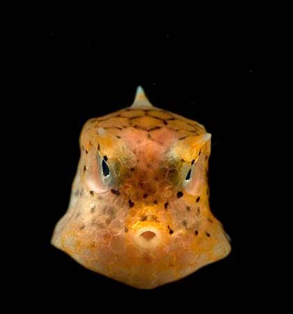 Manilla Bay, Philippines