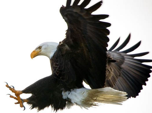 A mature bald eagle near Higgens Point