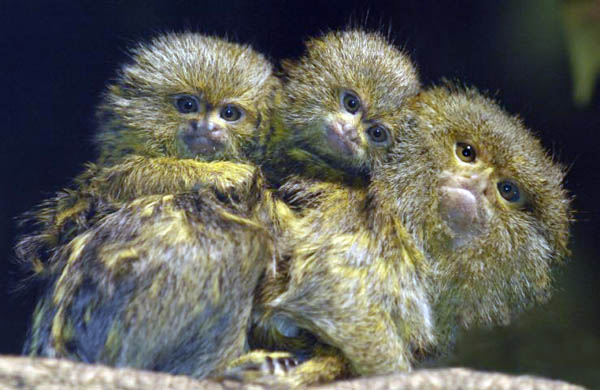 An adult male marmoset called King carries the offspring he fathered with his mate Squirt at the Bronx zoo