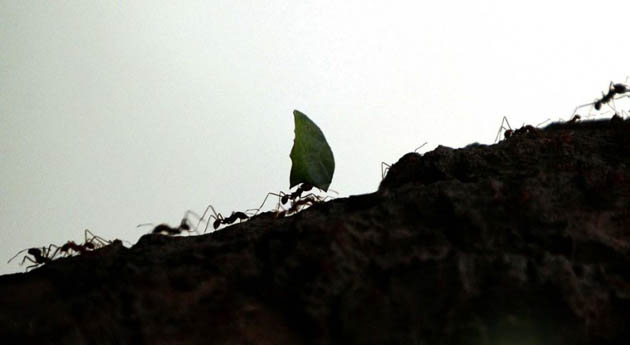 Leaf ants at the zoo