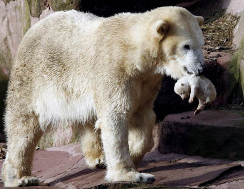 A polar bear called vera carries her cub at the zoo