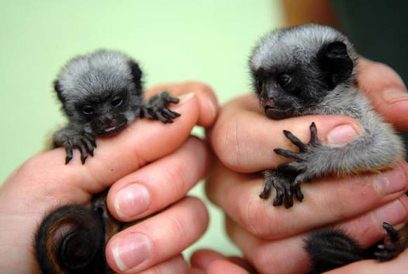 Baby Pied Tamarins at Paignton Zoo