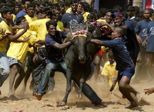 A bull fighting event in Palamedu, India
