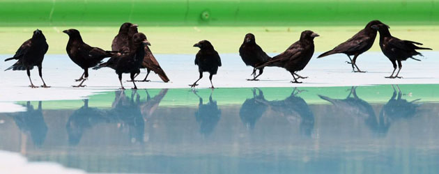 Clapham, UK: Crows cool down in a public paddling pool