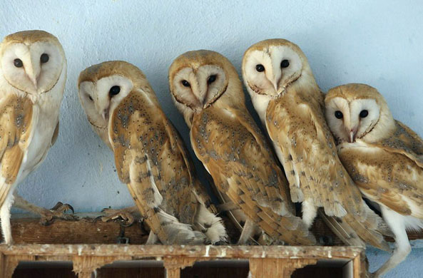 Amman, Jordan: Barn owls inside their enclosure at Ghamadan zoo