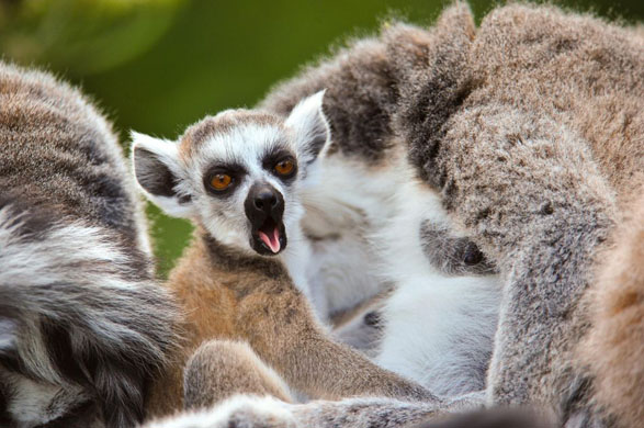 Bristol, UK: Warbie, a seven-week-old ring-tailed lemur
