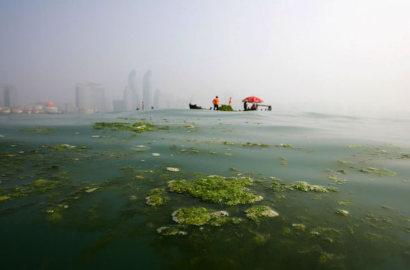 Qingdao, China: Fishermen remove green algae from the sea