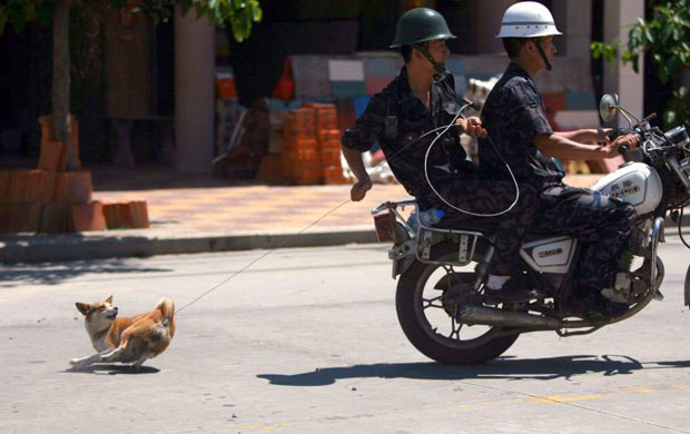 dog catchers in china 