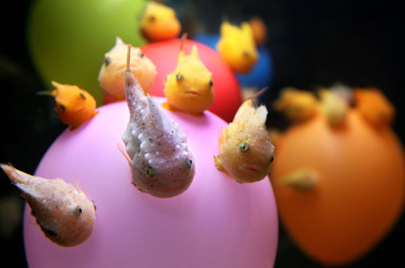 Tokyo, Japan: Balloon Lumpfish (Eumicrotremus pacificus) attach themselves to balloons at the Epson Shinagawa Aqua Stadium. The deep-sea fish have ventral sucker disks which help them to cling to rocks in the water. Photograph: Kiyoshi Ota/Getty Images