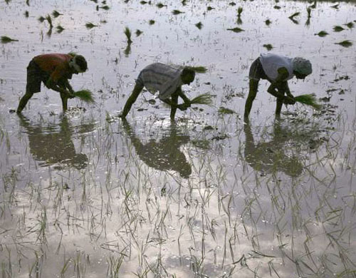 rice paddies in jammu