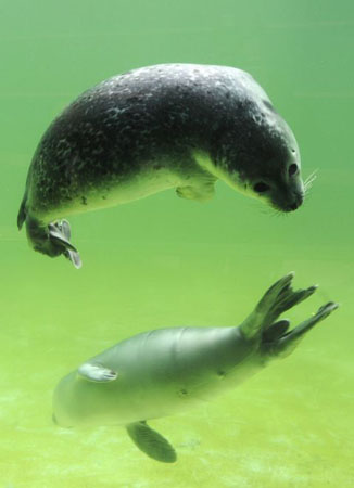 Norddeich, Germany: Seals swim in a new pool at the seal breeding station