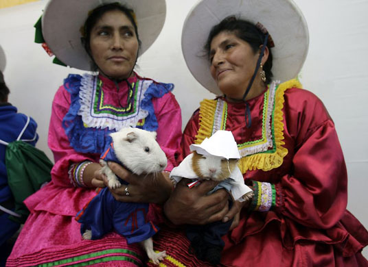 Huacho, Peru: Andean women pose with guinea pigs wearing Peruvian local dresses during the guinea pig food festival