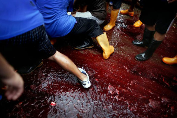 Orchid Island, Taiwan: Aboriginal village members of the Tao tribe slaughter pigs during a traditional fishing boat launching ceremony