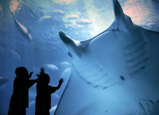 Tokyo, Japan: Children touch the image of a manta ray projected from a Sony digital movie projector during a press preview