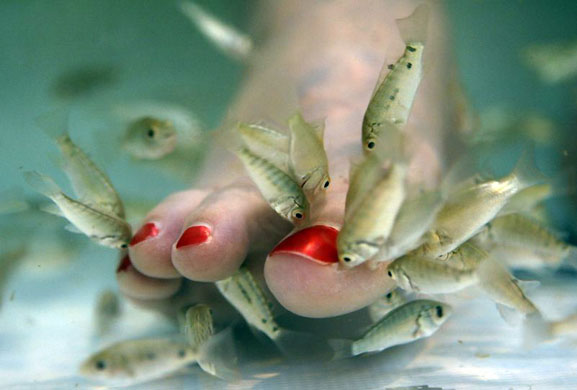 Rockville, US: A woman's toes are nibbled by a type of carp called garra rufa, or doctor fish, during a fish pedicure treatment