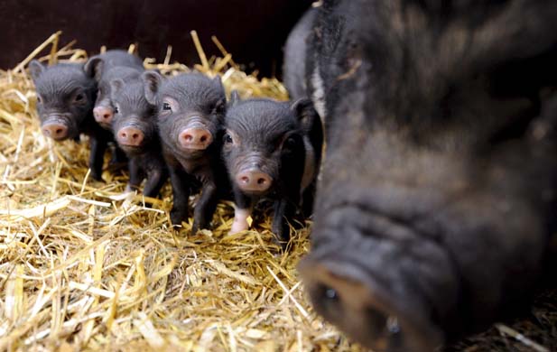 Vietnamese pot-bellied pigs