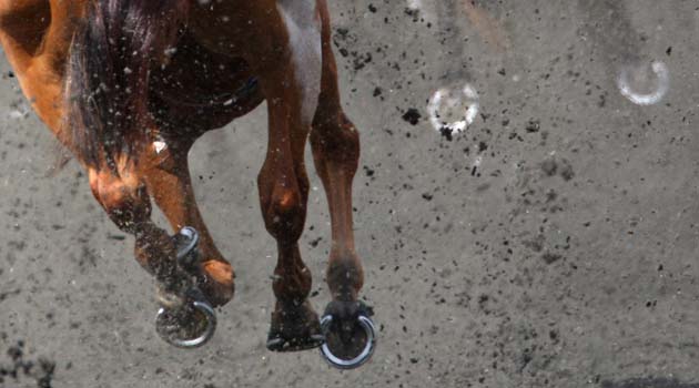 Lingfield racecourse