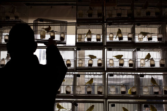 Buenos Aires, Argentina: A man puts a cage back in its place at the Rural Society's annual exposition