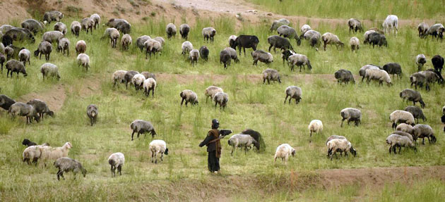 Behsud district, Afghanistan: A Kuchi nomad carries a gun as he tends to his sheep