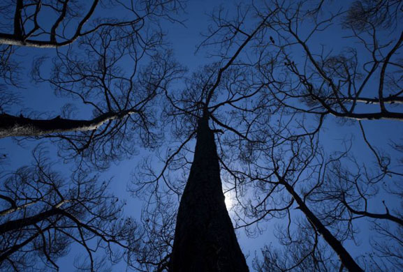 Rhodes , Greece: Charred trees after a six-day forest fire