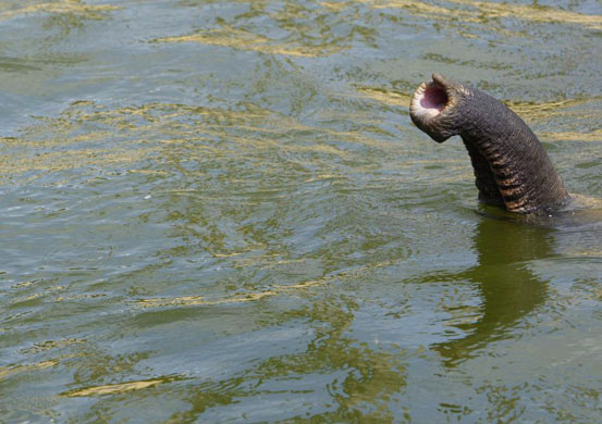 An elephant's trunk is seen as it cools down in a pool at Twycross Zoo