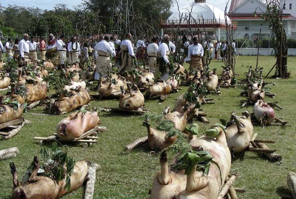 Cooked pigs for the ceremony