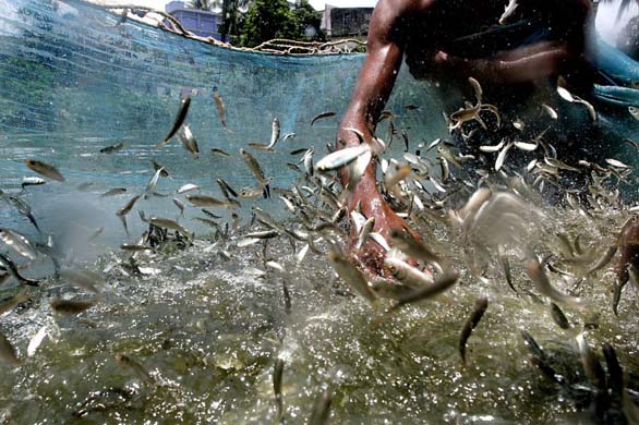 Fish production in India
