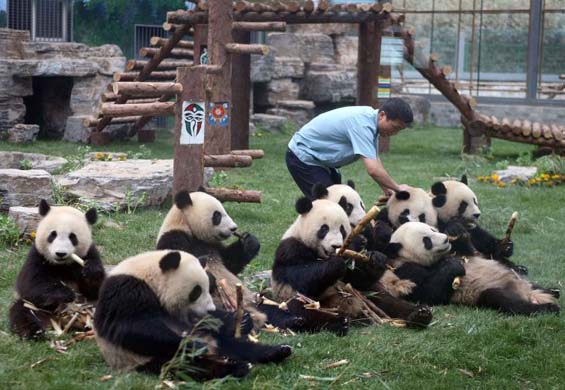 Chinese earthquake: shocked panda