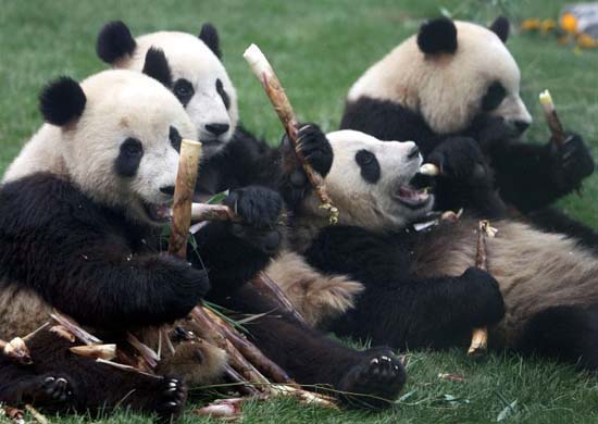 Eight pandas have arrived safely in Beijing after a long journey from their 