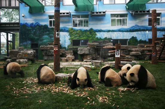 Chinese earthquake: shocked panda