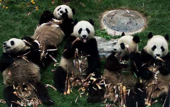 Chinese earthquake: shocked panda