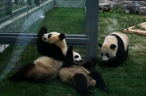 Chinese earthquake: shocked panda