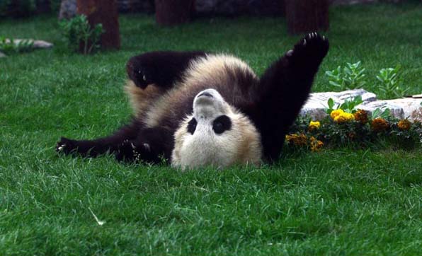 Chinese earthquake: shocked panda