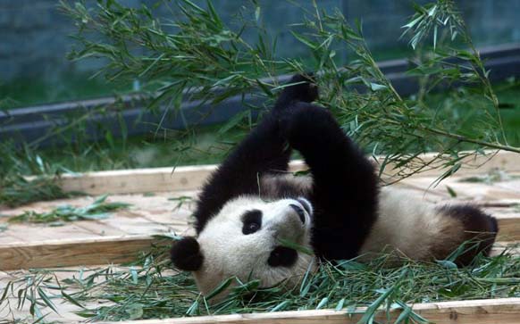 Chinese earthquake: shocked panda