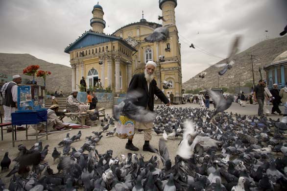 An old man makes his way through pigeons at a muslim shrine near the Kabul River in Kabul  