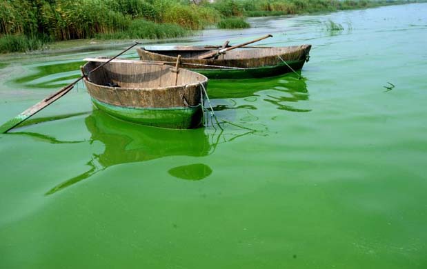 Algae on a lake in China