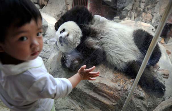 Panda go on show at Beijing zoo