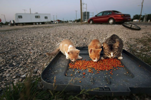Cats eat in the FEMA Diamond trailer park in Louisiana