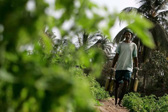 Tomato farmer: Senegal