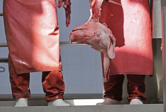 Abatoir, dead pig: Novgorod, Russia