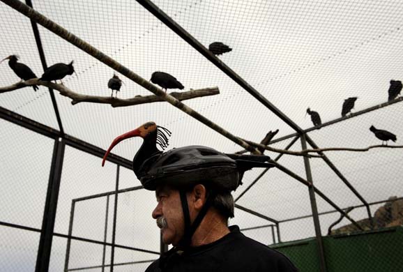 Bird keeper: Hermit Ibis Sanctuary